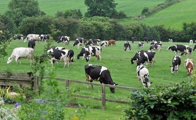 Ketika Ternak Bukan Sekadar Hewan: Menelisik Pilar Tersembunyi Ketahanan Pangan Kita