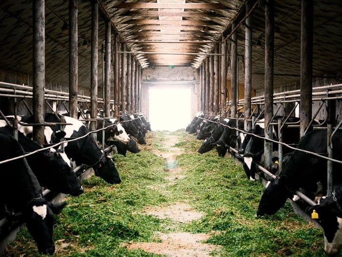 Menggali Potensi Emas dari Ladang Ternak: Strategi Modern untuk Peternakan Masa Kini